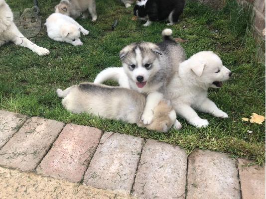 Όμορφα κουτάβια σιβηρίας Husky
